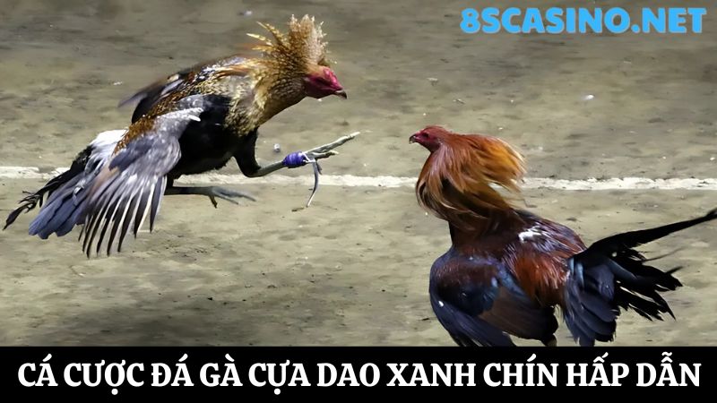 đá gà 8S Casino cựa dao